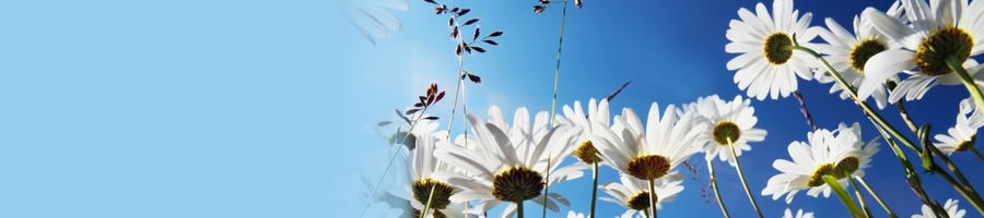 website designing in sydney - Home
